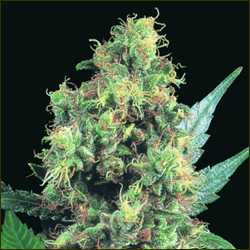Bubbleberry marijuana strain