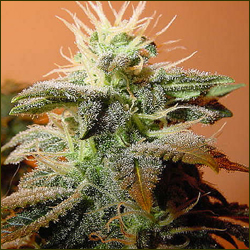 Bubble Gum marijuana strain