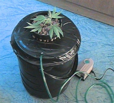 the bubbler marijuana grow