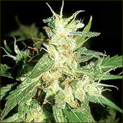 Buddha Haze marijuana strain