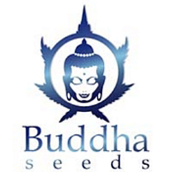 Buddha Seeds logo