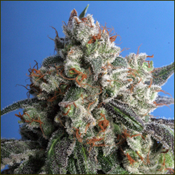 Read more about the article Burmese Kush
