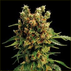 California Grapefruit marijuana strain