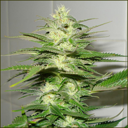 Read more about the article California Indica