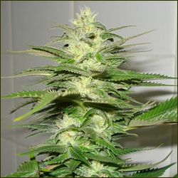 California Indica marijuana strain