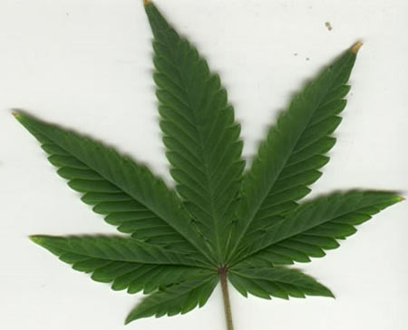 Cannabis Indica leaf