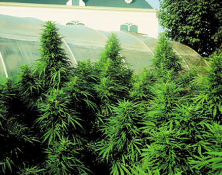 Cannabis Ruderalis plants