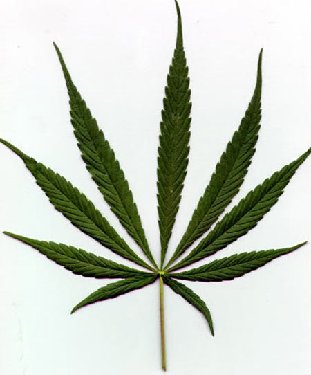 Cannabis Sativa leaf