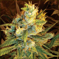 Read more about the article Cannalope Haze