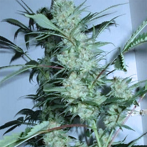Caribe marijuana strain