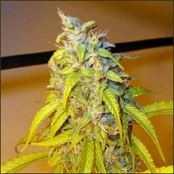 Casey Jones marijuana strain