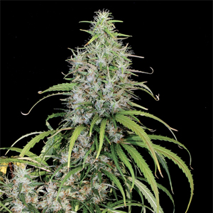 Cash Crop Hawaiian marijuana strain