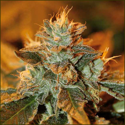 Cataract Kush marijuana strain