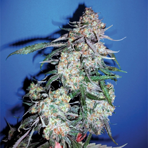 Cetme marijuana strain