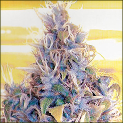 CH9 Flower marijuana strain