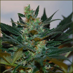 CH9 G Bolt marijuana strain