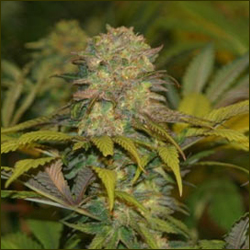 CH9 Jack 33 marijuana strain
