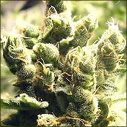 Cheesus marijuana strain