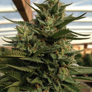 Read more about the article Cherry OG