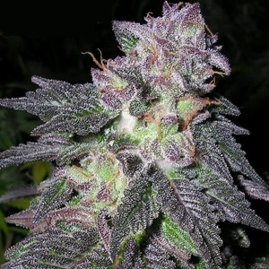 Cherry Pie marijuana strain