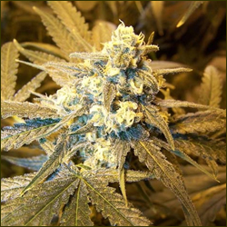 Cinderella 99 marijuana strain