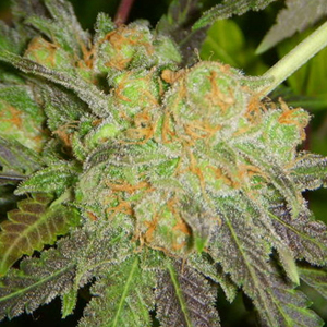 Cinderella 99 Panama Red marijuana strain