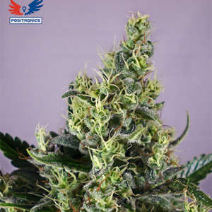 Claustrum marijuana strain