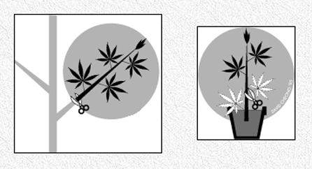 marijuana cloning method