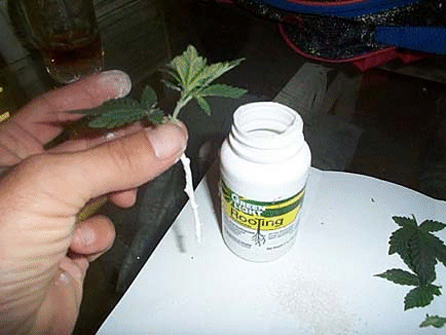 marijuana cloning