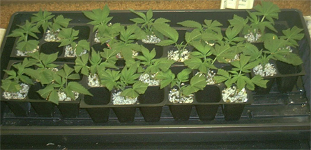 marijuana clones