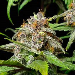 Cocoa Kush marijuana strain