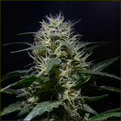 Critical Mass marijuana strain