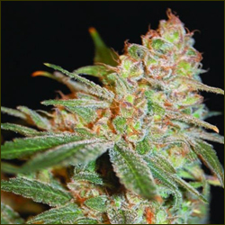 Critical #47 marijuana strain