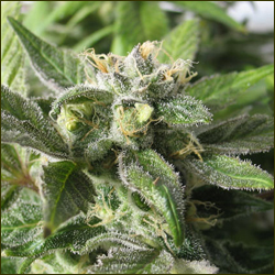 Crystalberry marijuana strain