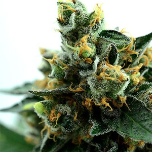 Denver Diesel marijuana strain