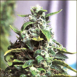Diabolic Funxta marijuana strain