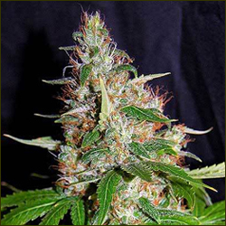 Diamond Head marijuana strain