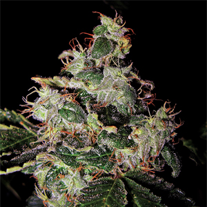 Disease Haze marijuana strain