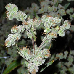 Dr. Grinspoon marijuana strain