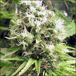 Dreadlock marijuana strain