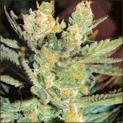 Read more about the article Dready Kush