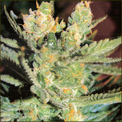 Dready Kush marijuana strain