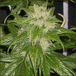 Ducksfoot marijuana strain