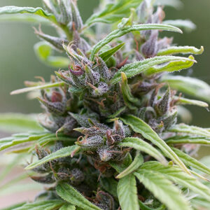 Read more about the article Durban Poison