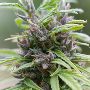 Durban Poison marijuana strain