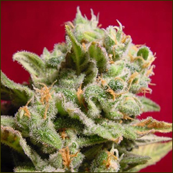 Dutch Dragon marijuana seeds