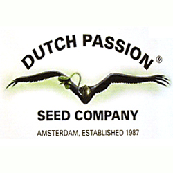 Read more about the article Dutch Passion
