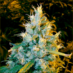 Dutch Treat Northern Lights marijuana strain