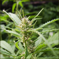 Read more about the article Early Sativa