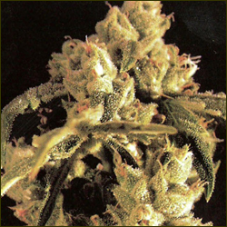 Easy Rider marijuana strain